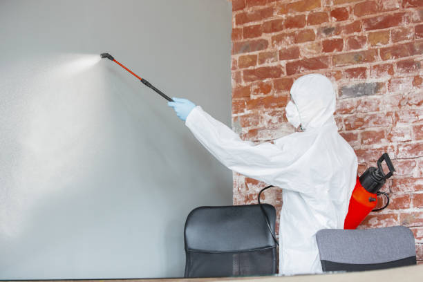 Best Asbestos and Lead Testing During Mold Inspection  in Elmira Heights, NY