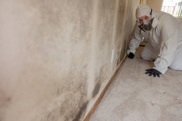 Best Mold Damage Restoration  in Elmira Heights, NY